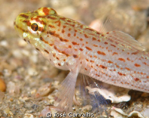 Yellow goby in the sand. by José Carvalho 